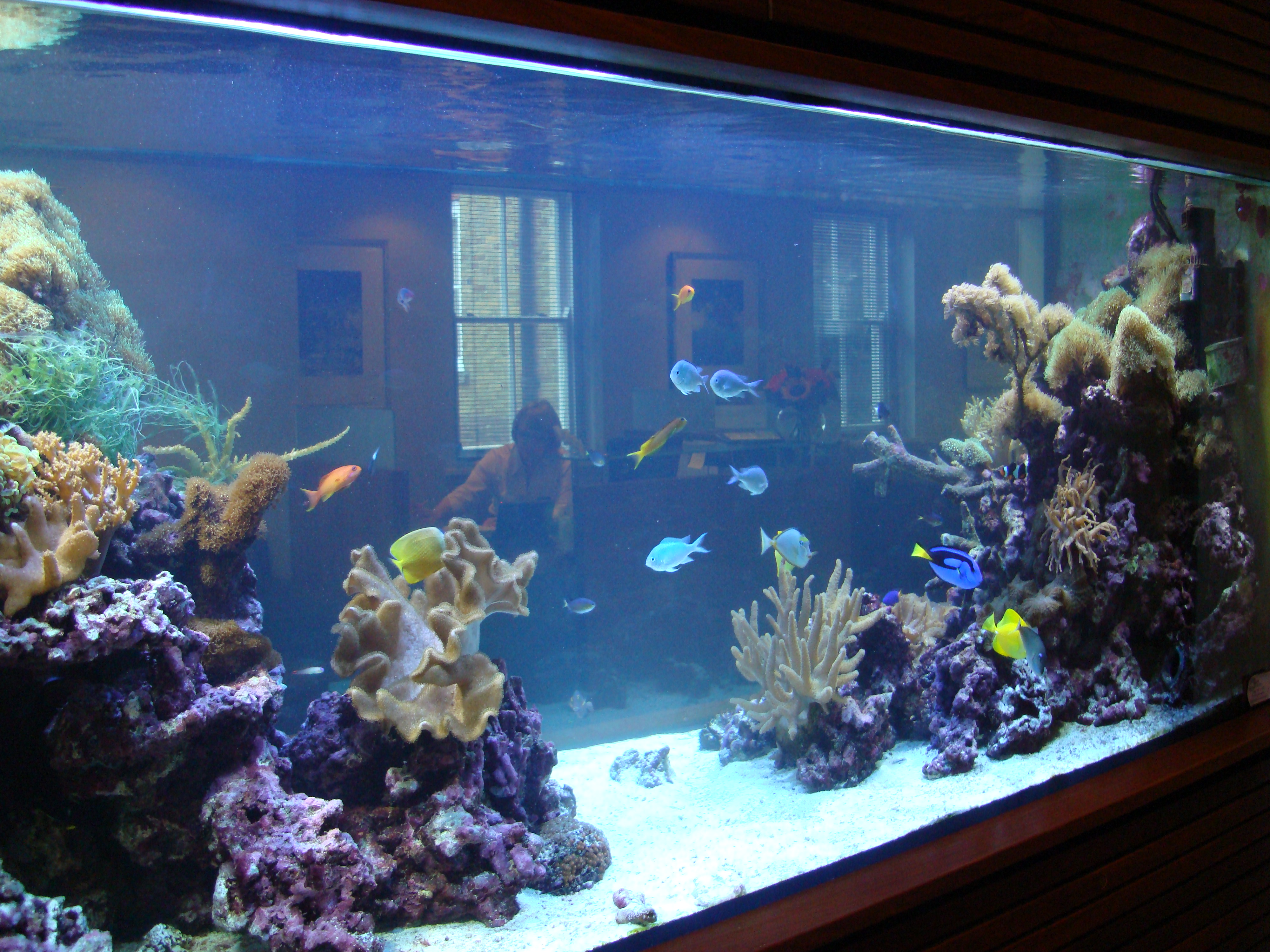 Пример готового аквариума 